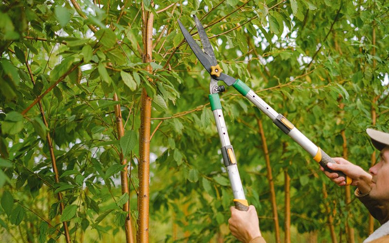 Tree trimming in Crane, OR